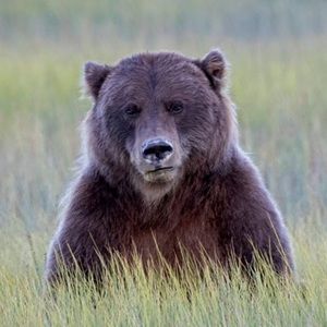 Meet your Posher, Leesa